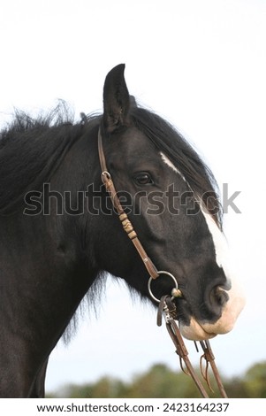 Black gypsy vanner horse in portrait