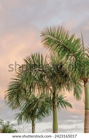 Pastel skies embrace tropical palm serenity.