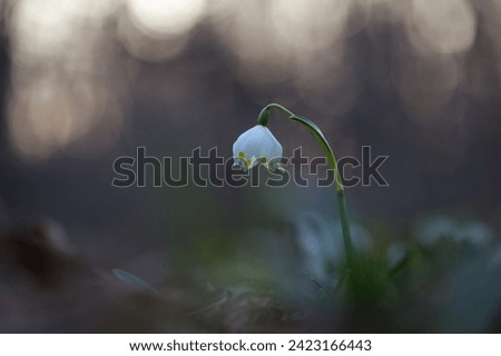 Snowflake - the first adorable spring flowers spring. Spring concept. Leucojum vernum, called spring snowflake is a perennial bulbous flowering plant species in the family Amaryllidaceae.