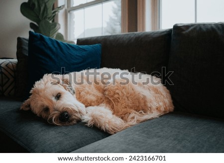 Cute fluffy dog curled up sleeping on gray sofa in a home. Royalty-Free Stock Photo #2423166701