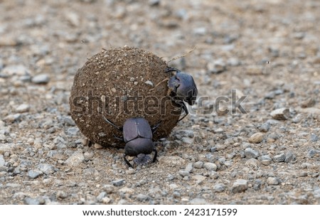 a Dung Beetle rolls his ball for his female to lay eggs in Royalty-Free Stock Photo #2423171599