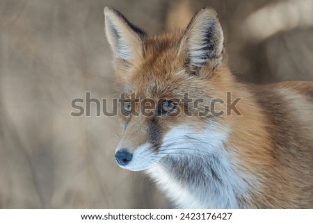 A portrait picture of a red fox. Sharp picture of a red fox in its natural environment. Vulpes vulpes portrait. A fox portrait on blurred background.