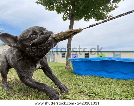 Human playing with French bulldog, tug of war  Royalty-Free Stock Photo #2423181011