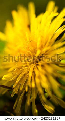 This is a picture of a dandelion
