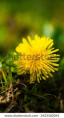 This is a picture of a dandelion