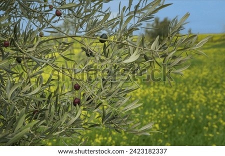Close up of a tree with ripe olives against a background of yellow flowers and a green field