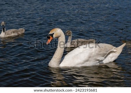 grey chicks of the white sibilant swan with grey down, young small swans with adult swans parents Royalty-Free Stock Photo #2423193681