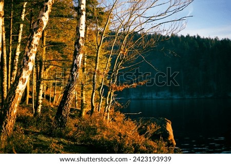 golden hour at the forest with a lake 
