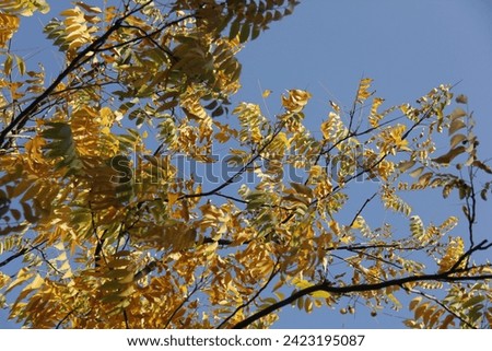 Autumn vibe in the nature dry tree branches and yellow leaves
