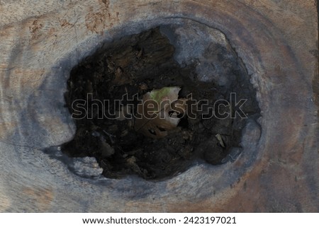 Dry leaves in the holes in the wood section that are worn away by age Royalty-Free Stock Photo #2423197021