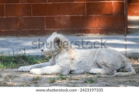 Cute Male African White Lion Cub resting in it's natural habitat. Wildlife Photography