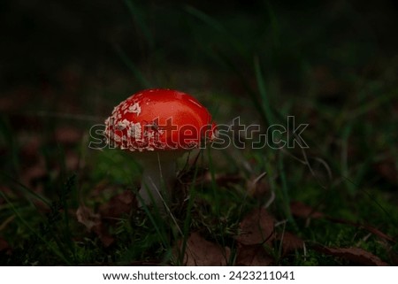fly agaric in the autumn forest