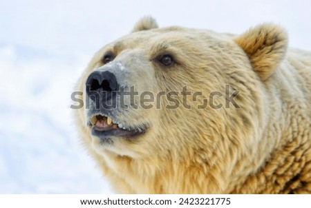  snow bear extreme eye closeup on natural white snow background with reflection and lights