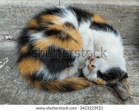 Close up Cute Asian house cat, Felis catus, kucing,  is sitting, playing, and grooming its fur