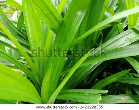 Pandan leaves To enhance the aroma of the cake, various kinds of food. Various kinds of drinks.Also can be for alternativ medicine.Herbal medicine.