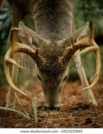 Picture of a deer with big antlers eating grass in the forest