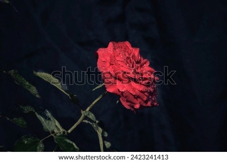 Beautiful closeup image of a red rose 