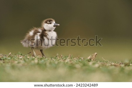 A Flying and Singing Cute Little Bird with Bokeh Background