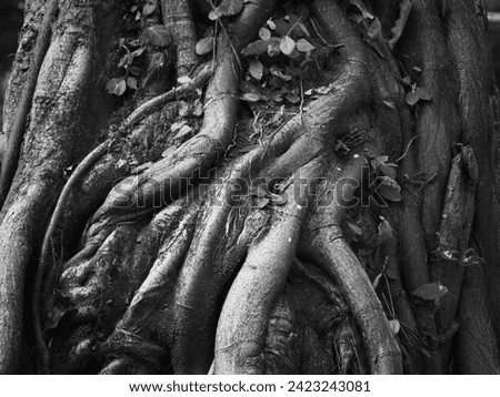 banyan tree roots black and white picture