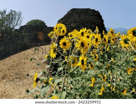 In the picture is the late sky one day. In the picture there is an old city wall, there are green trees, and the flowers are a number of bright yellow sunflowers. The colors are very beaut