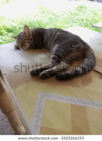 cat sleeping on a table made of wood.