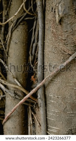 Close up of a red ant on a banyan tree trunk