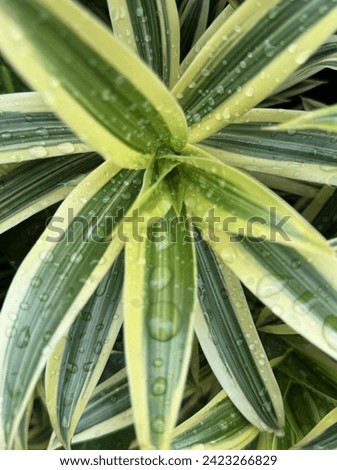 Variegated Leaves with Morning Dew. A close-up shot capturing the delicate beauty of variegated leaves adorned with morning dew, highlighting the serene charm of the garden. Royalty-Free Stock Photo #2423266829