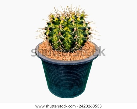 The  background in the picture is a green cactus with alternating yellow-green lobes and yellow thorns growing in a black pot and an orange rock in the pot.