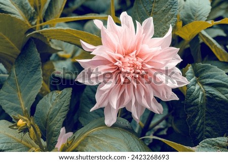 Ivory dahlia, a genus of bushy, tuberous, herbaceous perennial plants native to Mexico and Central America, member of the Asteraceae family of dicotyledonous plants, sunflower, daisy, chrysanthemum Royalty-Free Stock Photo #2423268693