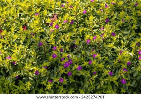 Heather Cuphea Hyssopifolia (False Heather) plant with purple flowers in the garden. It is also known as Mexican heather, Hawaiian heather, or elfin herb. Locally known as Panika Ful in Bangladesh.  Royalty-Free Stock Photo #2423274901