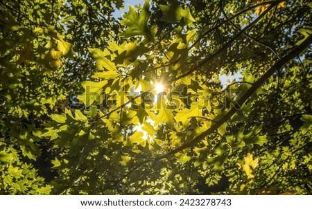 Sunlight filters through lush green leaves, casting a warm, golden glow across the scene.