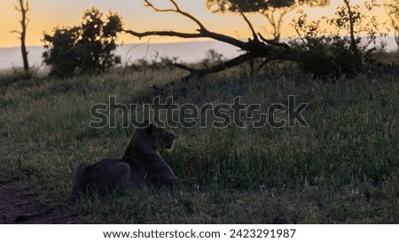 a lioness at daybreak time