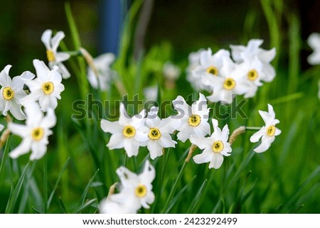 white daffodil with yellow core blooms in the garden, large field of daffodils, spring white and yellow flowers