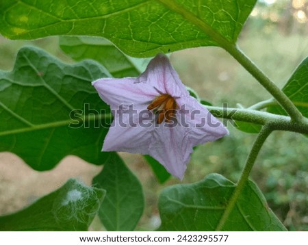 Close-up of Brinjal purple flower blooms up(Eggplant,Solanum melongena,Wambatu) with leafy background side view.Selective focus of flower with details hd hi-res stock image photo blurred background.
