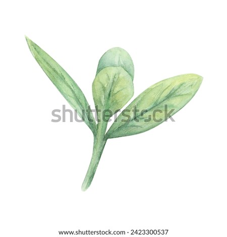 Grass twig leaves watercolor drawing. Herb field spring plant green illustration. Olive cranberry branch isolated white background. Pastry decoration tree bush stick. Aquarelle picture foliage crop