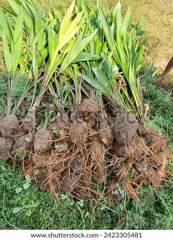Very beautiful coconut plants picture