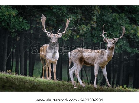 The deer looks on. Is the deer looking at the camera? Does he know that his picture is being taken?