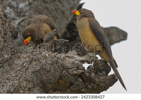 two oxpecker birds on a tree