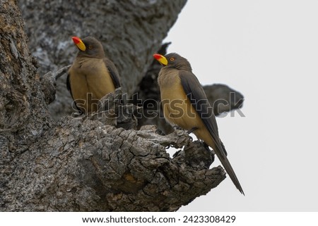two oxpecker birds on a tree