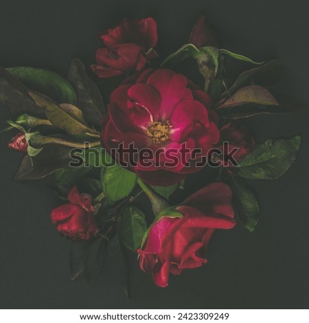 red rose flowers isolated on black background