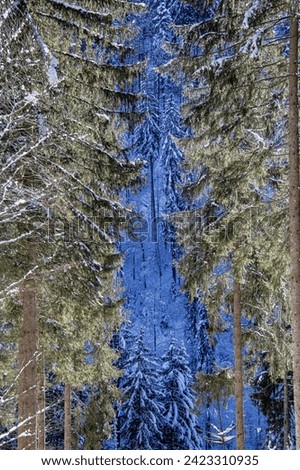 beautiful picture of a forest in winter 