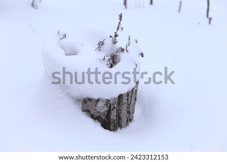 Snow-covered plants and objects during winter snowfall. Macro image with a charming winter atmosphere, ideal winter background for creating an atmospheric mood. photo