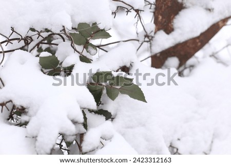 Snow-covered plants and objects during winter snowfall. Macro image with a charming winter atmosphere, ideal winter background for creating an atmospheric mood. photo