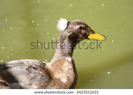 a brown duck swims along a river lake on a summer day