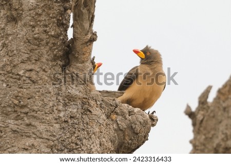 oxpecker bird on a tree trunk in Maasai Mara