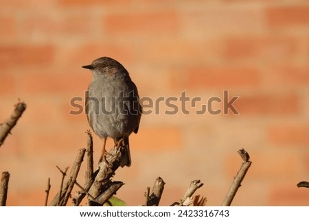 A sparrow peacefully rests on a branch as evening descends, its silhouette against the fading light a picture of serene beauty
 Royalty-Free Stock Photo #2423316743