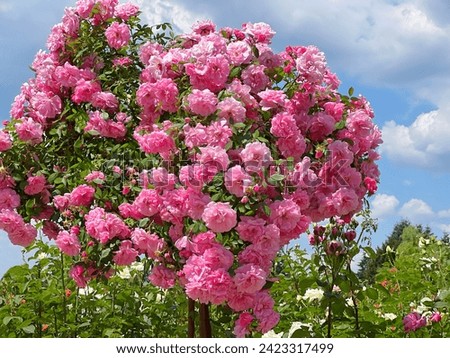 Rose bush abundance pink beautiful flowers in the garden. Royalty-Free Stock Photo #2423317499