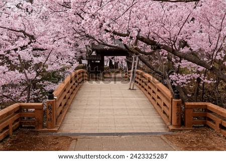 Scenery of a wooden bridge under romantic cherry blossom (Sakura) trees in Takato Castle Ruins Park, which is located in Ina, Nagano and regarded as one of the three best places for Hanami in Japan