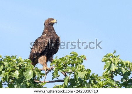 tawny eagle on the top of a tree