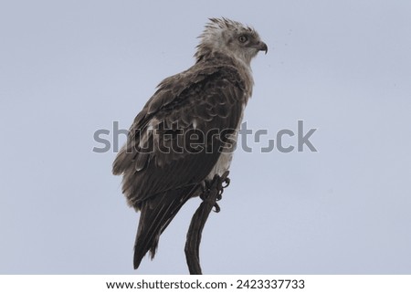 a single martial eagle sits on the top of a dead tree